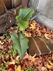 Zantedeschia
