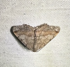 Macaria distribuaria