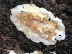 Serpula himantioides