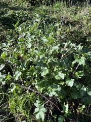 Brassiceae