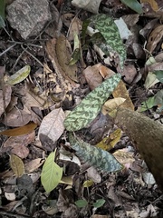 Eulophia maculata