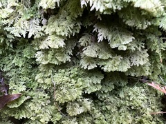 Trichocolea tomentella