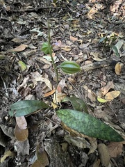 Eulophia maculata