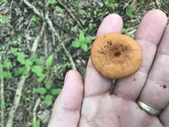 Lactarius subserifluus