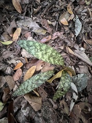 Eulophia maculata