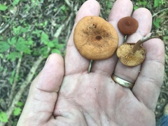 Lactarius subserifluus