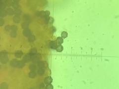 Lactarius subserifluus