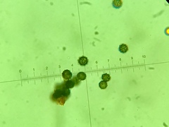 Lactarius subserifluus