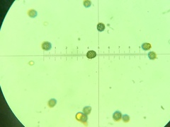 Lactarius subserifluus