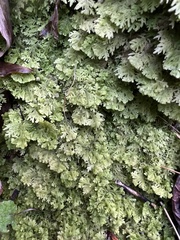 Trichocolea tomentella