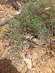 Grevillea leptobotrys