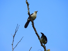 Campylorhynchus albobrunneus