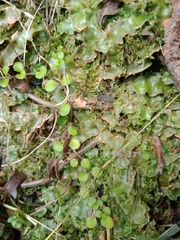 Epilobium nummulariifolium