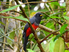 Trogon comptus