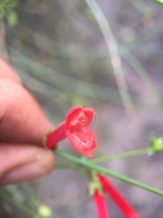 Gambelia juncea