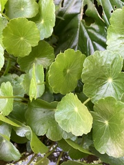 Hydrocotyle umbellata