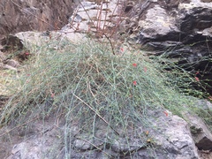 Gambelia juncea