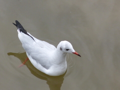 Chroicocephalus ridibundus
