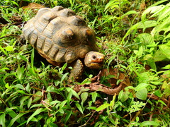 Chelonoidis carbonarius