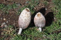 Coprinus comatus