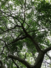 Burseraceae