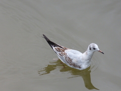 Chroicocephalus ridibundus