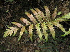 Woodwardia japonica