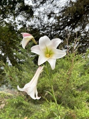 Lilium longiflorum
