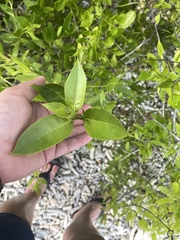 Conocarpus erectus
