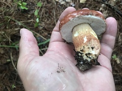 Boletus pseudopinophilus