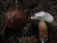Boletus pseudopinophilus