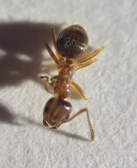 Prolasius advena