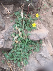 Oxalis californica