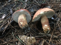 Boletus pseudopinophilus