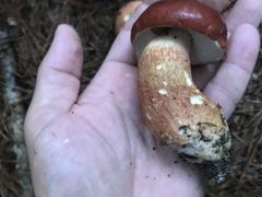 Boletus pseudopinophilus