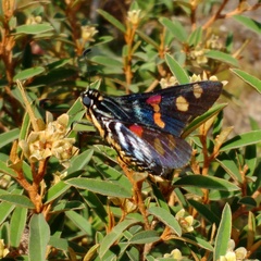 Mimoniades versicolor