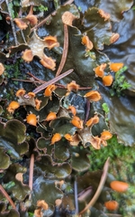 Peltigera neopolydactyla