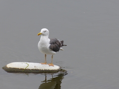 Larus fuscus