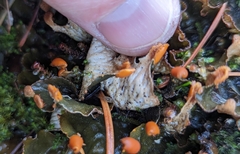 Peltigera neopolydactyla