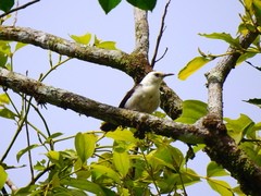 Campylorhynchus albobrunneus