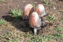 Coprinus comatus
