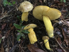 Boletus auripes