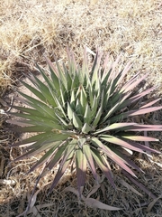 Agave filifera