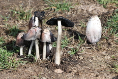 Coprinus comatus