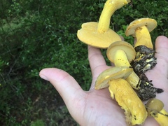 Boletus auripes