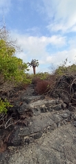 Opuntia galapageia