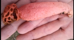 Lysurus periphragmoides