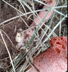 Lysurus periphragmoides