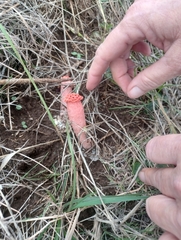 Lysurus periphragmoides