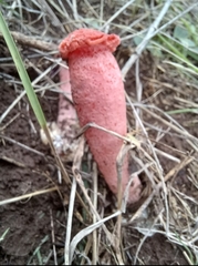 Lysurus periphragmoides